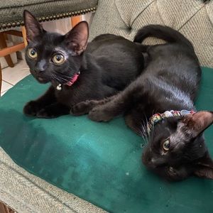 Meet your Posher, Hailey